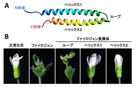 化病|葉化病発症の仕組みを構造化学的に解明 ―葉化病治療薬開発や。